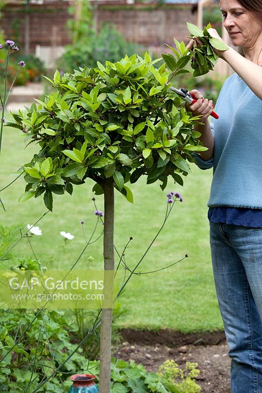 Step by step - Trimming potted bay tree