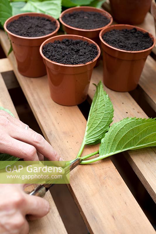 Step by step - Taking cuttings from Hydrangea plant, propagation and growing on in greenhouse 