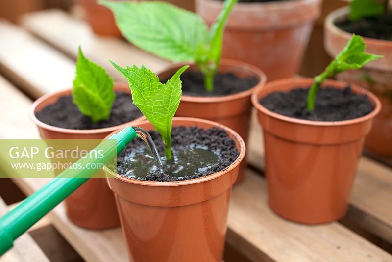 Step by step - Taking cuttings from Hydrangea plant, propagation and growing on in greenhouse 