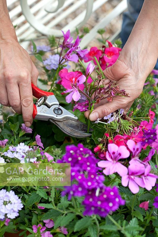 Step by step - Planting pink and purple themed container, deadheading 