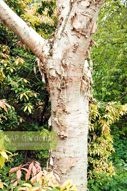 Betula ermanii in late spring - Dorothy Clive Garden NGS, Staffordshire