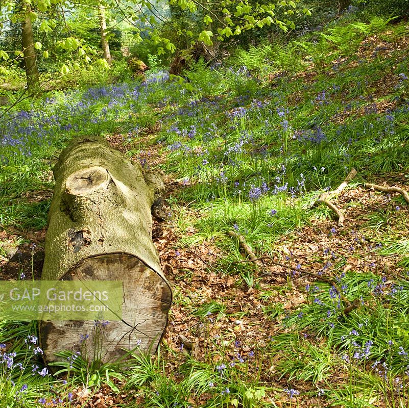 Decidous Woodland with bluebells and Beech Trees in late spring (Mid May) Whitmore Village, Staffordshire, England, U.K.