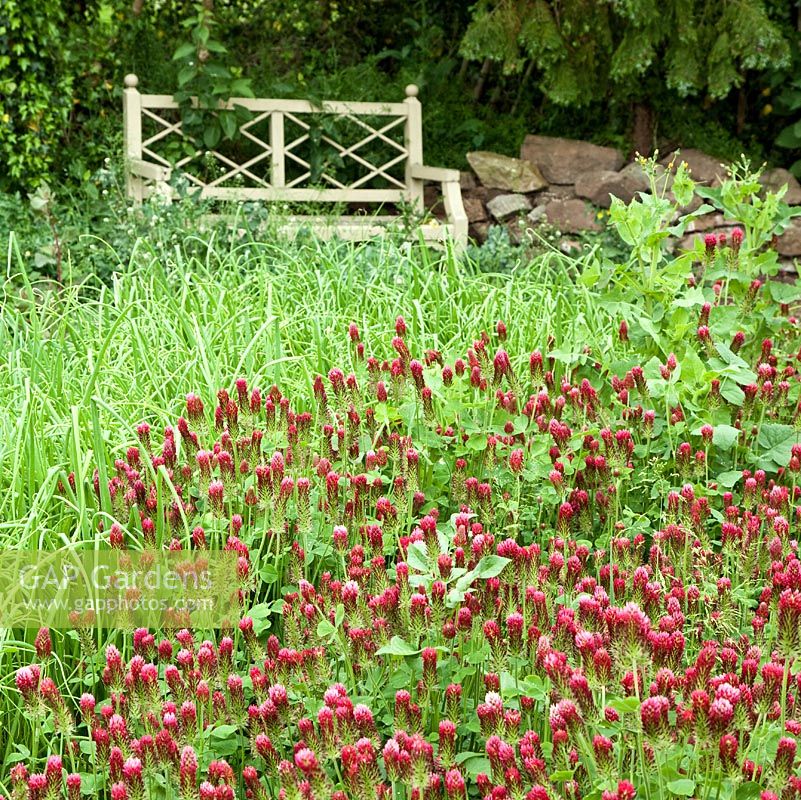 Trifolium rubens 'Red Feather' 