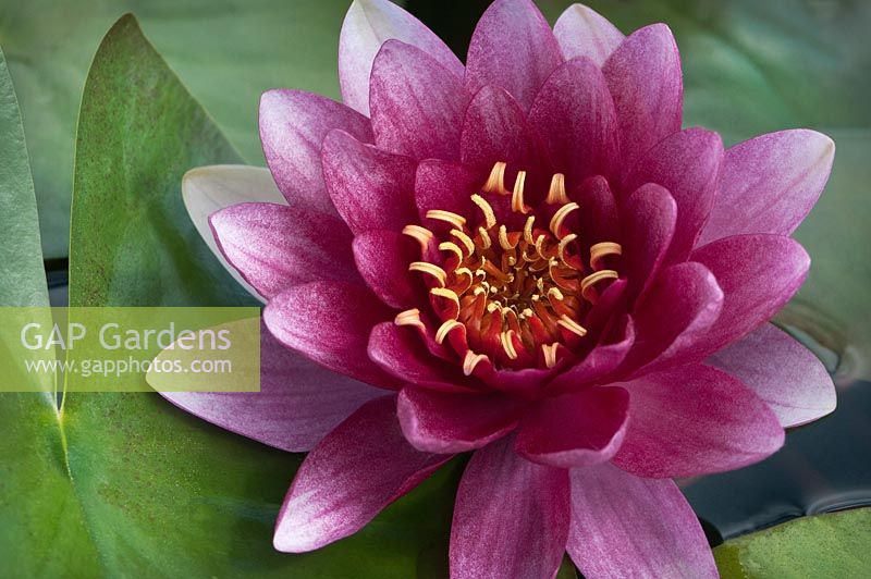 Nymphaea 'Charles de Meurville'