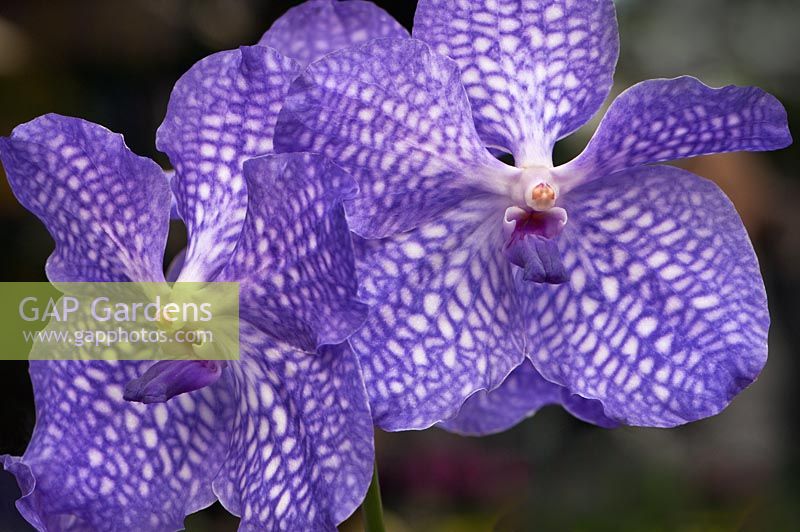 Vanda 'Sansai Blue'