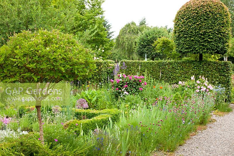 Roses and wildflowers surrounded by clipped hedges and trees - Allium christophii, Buxus, Dianthus carthusianorum and Fagus sylvatica 'Purpurea' - Germany