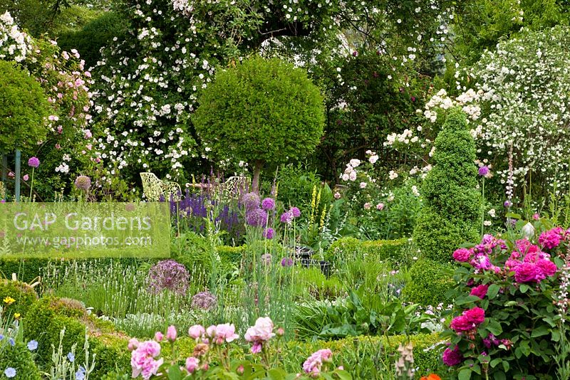 Rose garden where borders of perennials are framed with Box hedges and topiary clipped standards. Plants include Rosa 'Lykkefund' (Rambler), R. 'Madeleine Selzer', Allium christophii, Buxus, Geranium sanguineum, Lavandula, Salvia nemorosa, Syringa microphylla 'Superba' and Verbascum nigrum - Germany