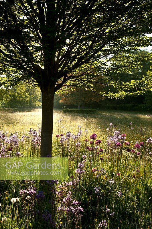 Wild Flower Meadow Garden with spring wild flowers, camassia, buttercup and dandelion. Highgrove Garden, May 2010. 