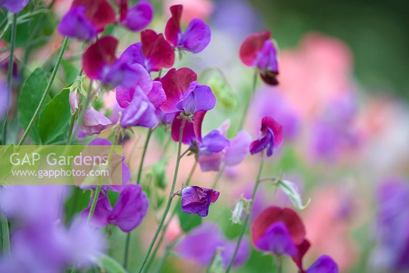 Sweet Peas in The Walled Garden, Highgrove Garden. August 2007.    