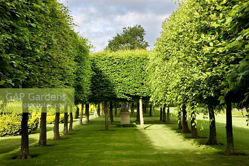 Stilt Hedges, Highgrove Garden, June 2008.