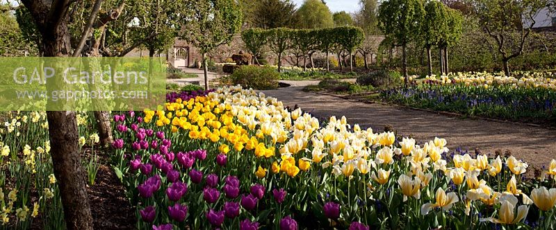 Spring tulips and daffodils in the Walled Garden, Highgrove Garden, April 2010