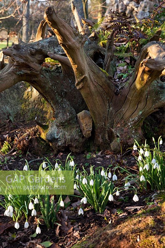 Snowdrops, Highgrove Garden, February 2011.