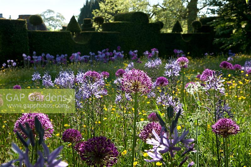 Wild Flower Meadow Garden with spring wild flowers - Camassia, Buttercups and Dandelions. Highgrove Garden, May 2010. 