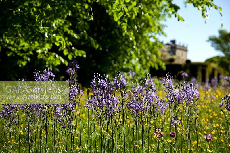 Wild Flower Meadow Garden with spring wild flowers - Camassia, Buttercups and Dandelions. Highgrove Garden, May 2010. 