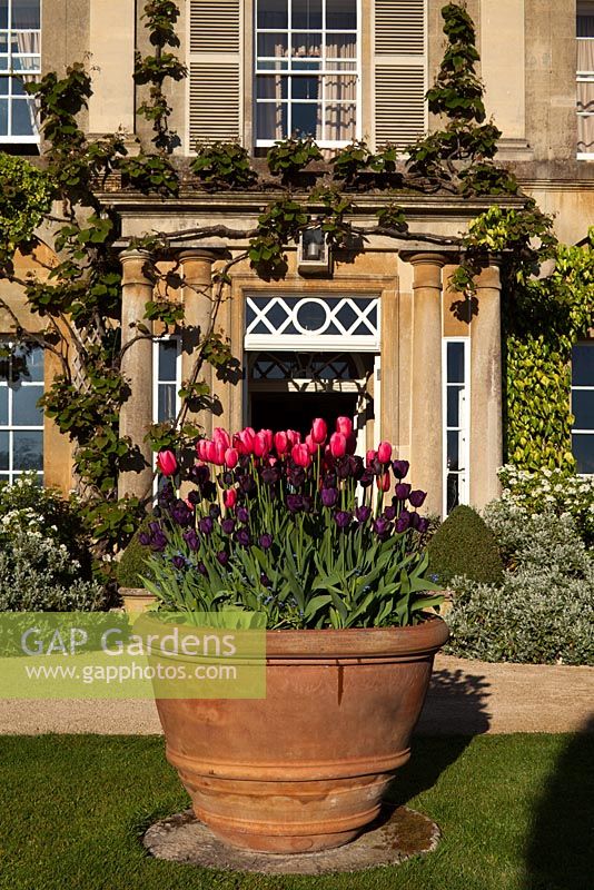 Highgrove House entrance with a pot of tulips, May 2010.  