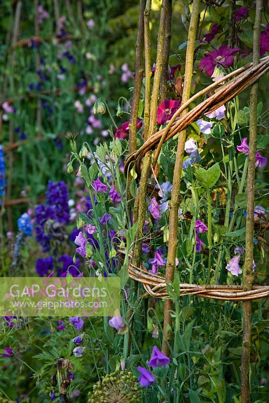 Sweet peas in The Cottage Garden, Highgrove Garden, June, 2011. 