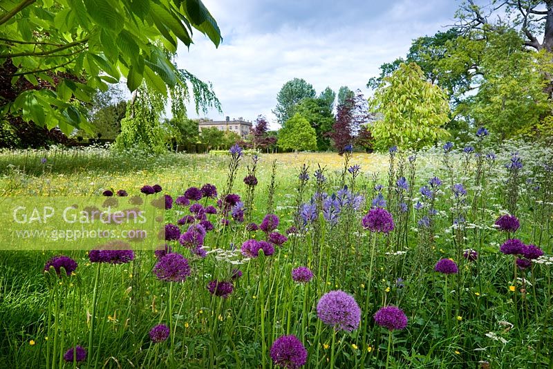 The Wild Flower Meadow with spring wild flowers, Highgrove Garden, May 2009. Highgrove House in the distance. 