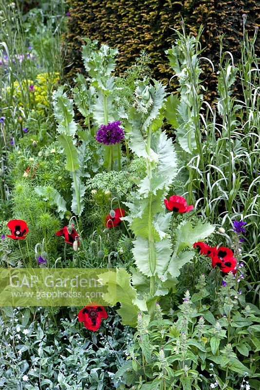 Mixed summer border -  Campanula trachelium Nettle-leaved bellflower, Euphorbia x martinii Spurge, Geranium pyrenaicum 'Bill Wallis', Mountain cranesbill 'and Anemanthele lessoniana, Papaver somniferum 'Black Paeonia' Peony poppy, Papaver rhoeas 'Bridal Silk' Poppy, Nigella hispanica 'Midnight Blue' Love-in-a-mist, and corncockle