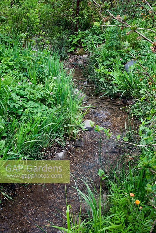 Stream with overgrown planting, including geranium, water avens and Equisetum hyemale