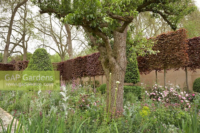 The Laurent-Perrier Bicentenary Garden.  RHS Chelsea Flower Show 2012.  Pleached copper beech and box topiary underplanted with soft, cottage-style planting including roses, delphiniums and geraniums.