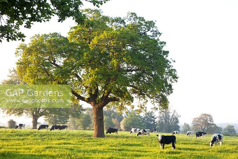 Field with cows