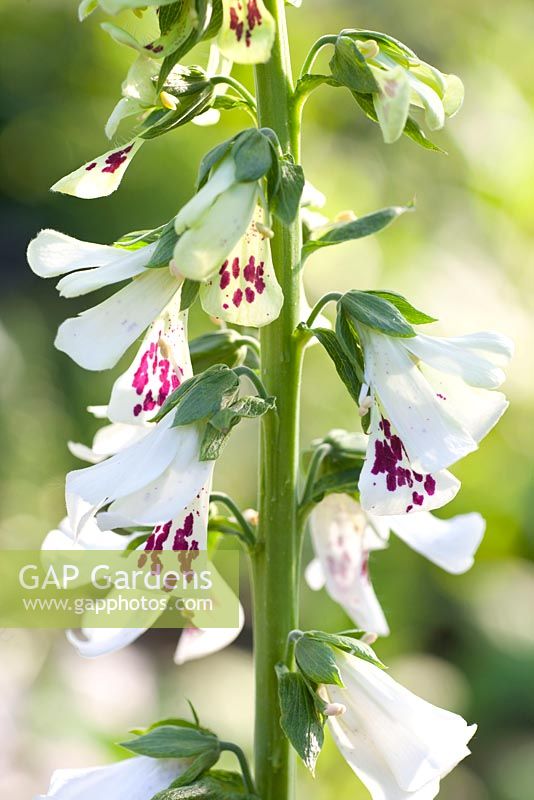 Digitalis purpurea Pam's Split