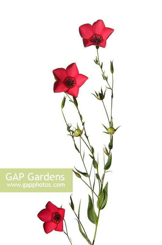 Linum grandiflorum - Scarlet flax