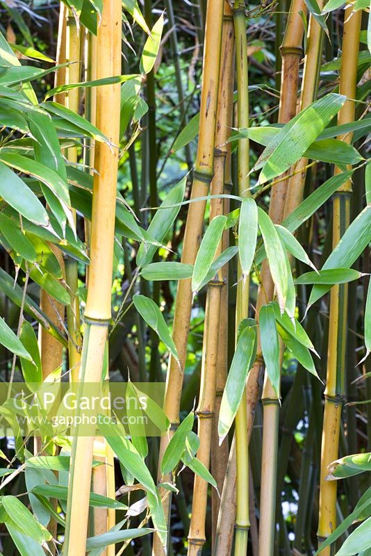 Phyllostachys aureosulcata 'Spectabilis'