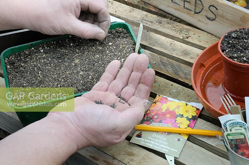 Gardener sowing Dahlia seeds on greehouse staging in early spring . UK, February