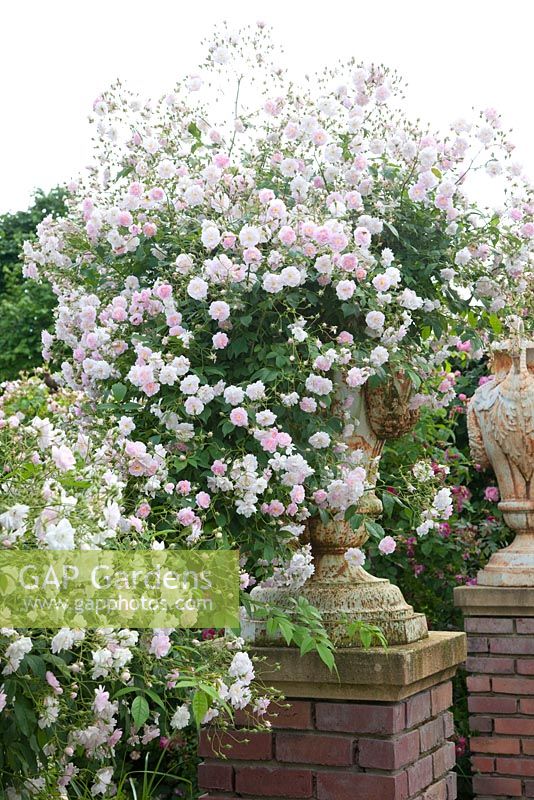 Rosa 'Paul's Himalayan Musk' growing over an archway near brick pillars