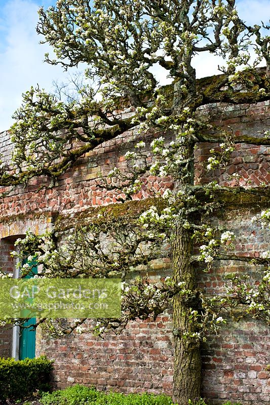 Old espaliered pear tree in blossom against wall 