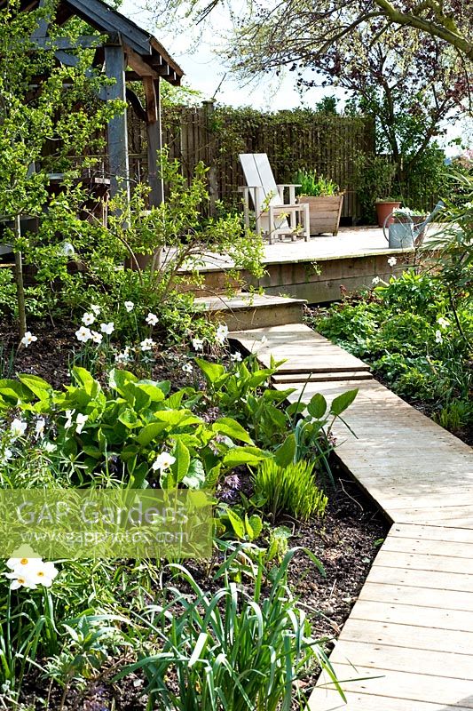 Deck path with Narcissus poeticus