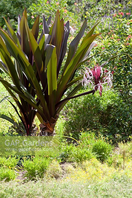 Crinum asiaticum 'Splendens' - Leu Gardens, Orlando, Florida