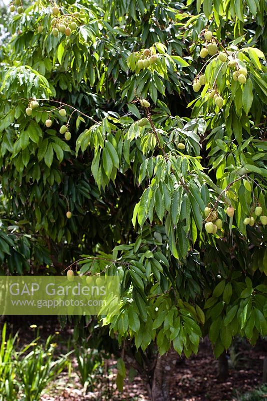 Litchi chinensis 'Mauritius' - Lychee Tree