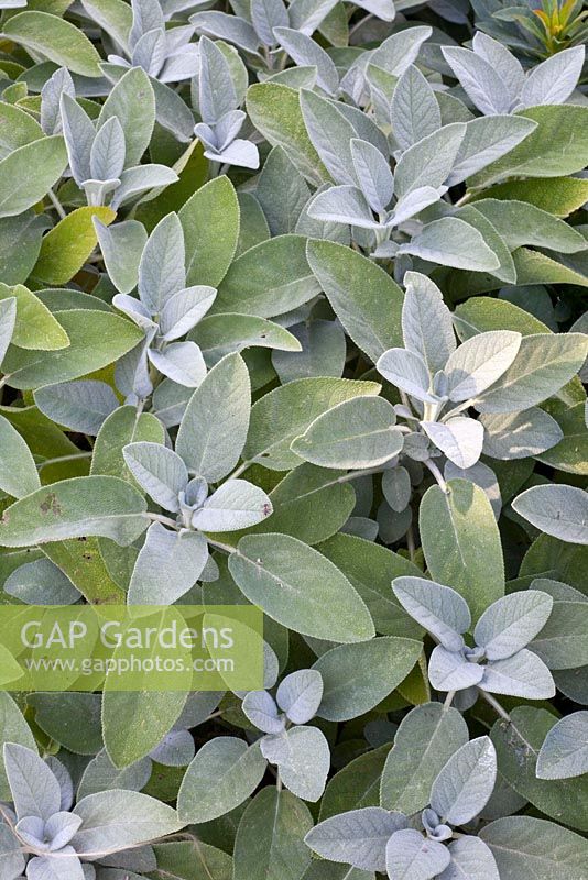 Salvia officinalis 'Berggarten' - Bastin Nursery