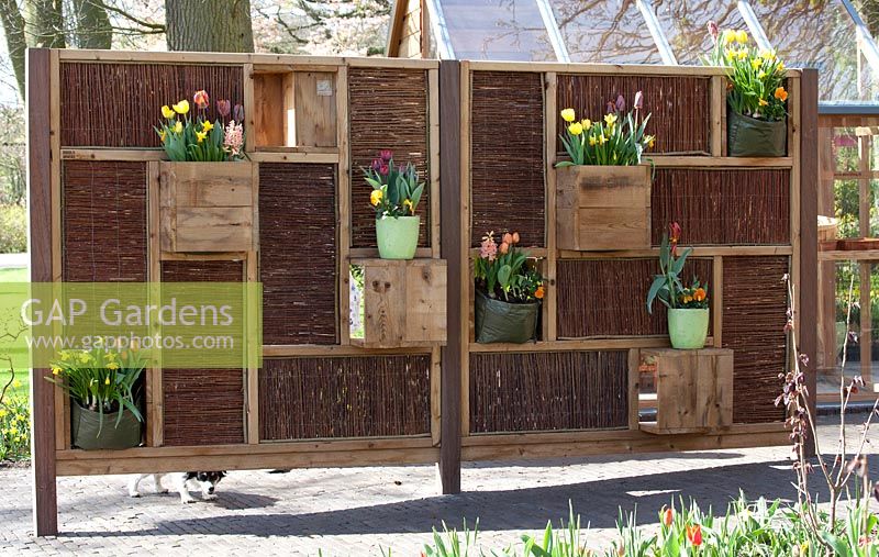 Containers of spring flowers in shelf unit - Narcissus 'Sabine Hay', Tulipa'Aladin', Narcissus 'Tahiti', Tulipa 'Golden Artist', Tulipa ' Ballerina'. 