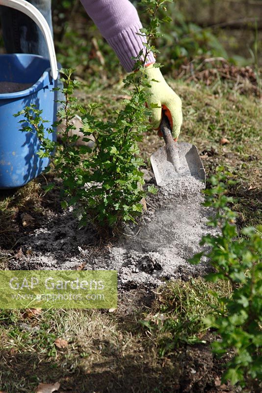 Applying wood ash around base of gooseberry bush