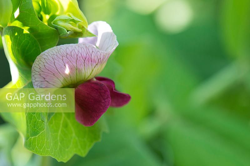 Pisum sativum 'Shiraz' flower