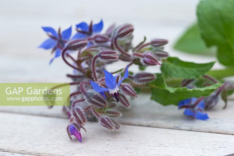Step by step for making decorative ice cubes using borage officinalis 