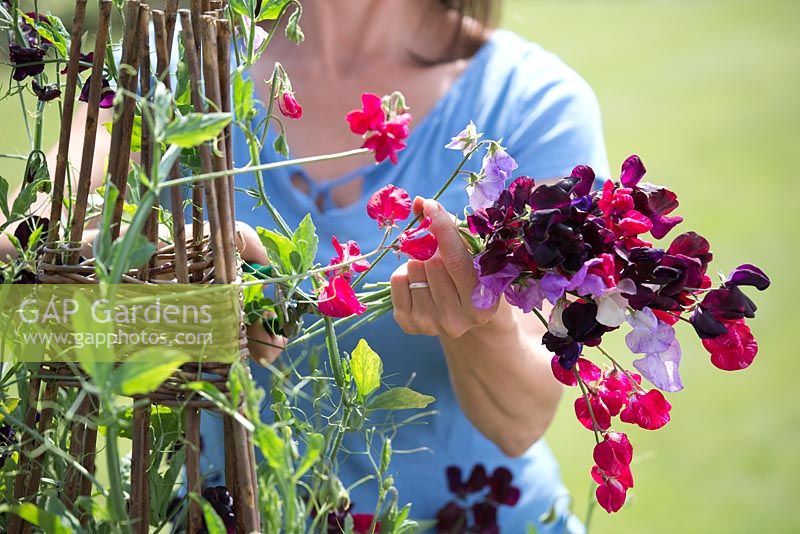 Lathyrus 'Royal Mixed' in a raised vegetable bed with wigwam support - cutting flowers
