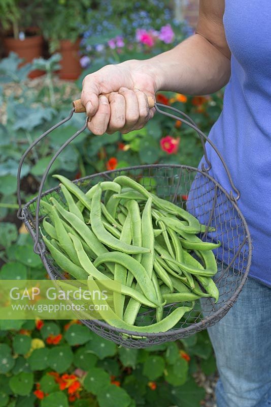 Harvesting runner beans in a raised vegetable bed