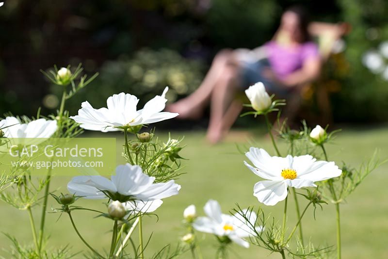 Step by step for growing Cosmos 'Gazebo White' and planting out in border