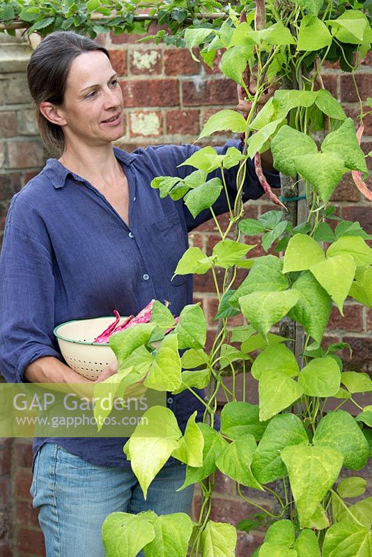 Step by step for planting and growing Borlotto 'Firetongue' beans from seed - harvesting 