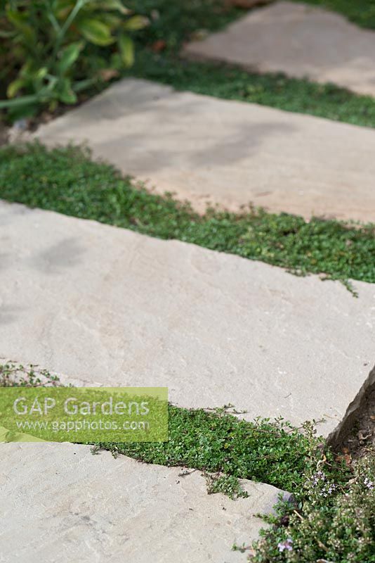 Step by step for planting Thymus 'Goldstream' and 'Russettings' between paving slabs 