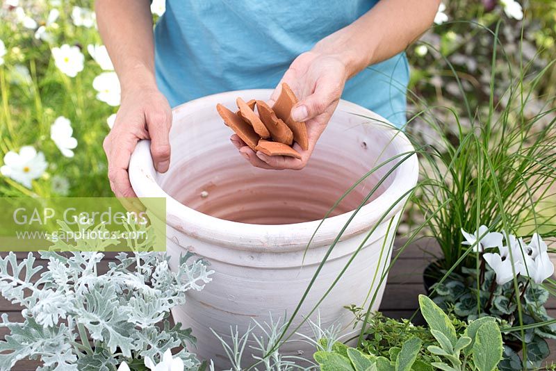 Step by step for planting silver grey themed container - including Cineraria 'silver leaf', Thymus 'Foxley', Helichrysum angustifolium and Salvia officinalis 'Icterina' - adding broken terracotta for better drainage