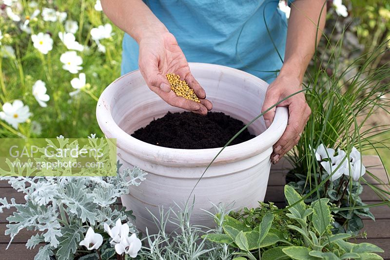 Step by step for planting silver grey themed container - adding plant food