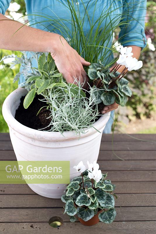 Step by step for planting silver grey themed container - adding plants including Cineraria 'Silver Leaf', Thymus 'Foxley', Helichrysum angustifolium and Salvia officinalis 'Icterina'