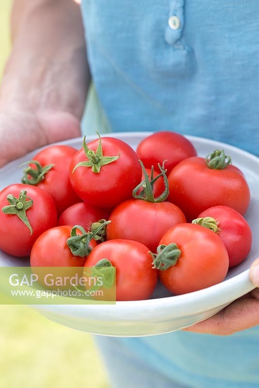 Step by step for growing tomato 'Orkado F1' -Harvested
