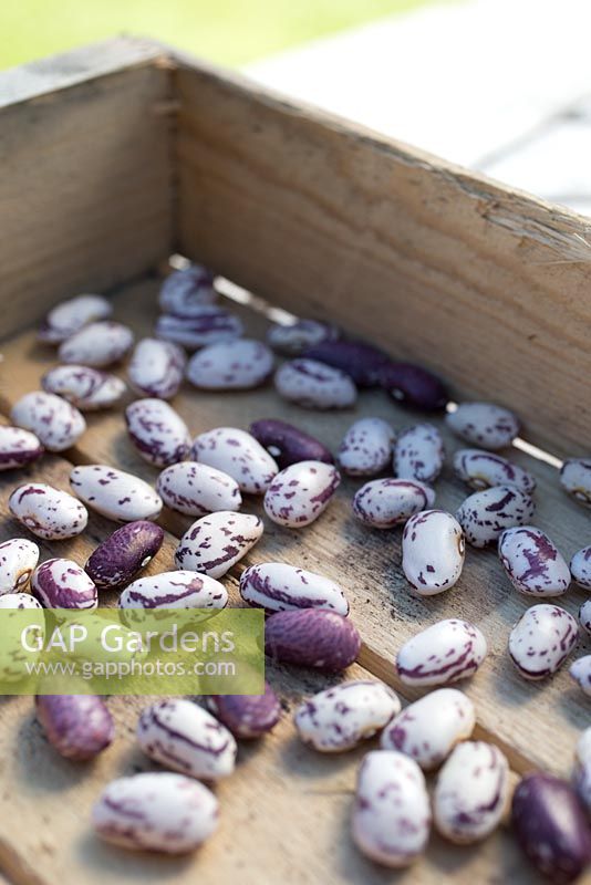 Step by step for growing Borlotto 'Firetongue' beans - harvested dried and podded 