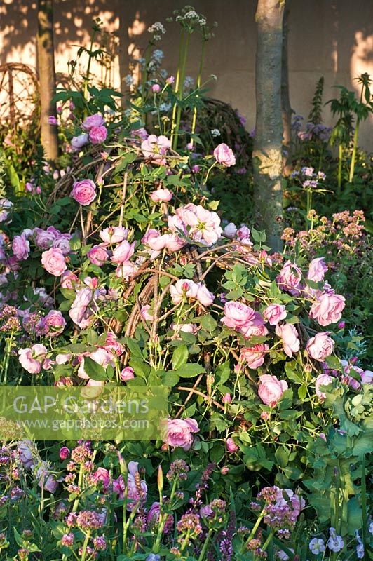 Rosa 'Reine Victoria' trained on woven hazel domes. The Laurent-Perrier Bicentenary Garden, RHS Chelsea Flower Show 2012